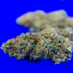 Isolated photo of Cannabis 