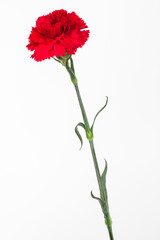 red carnation close-up on white background