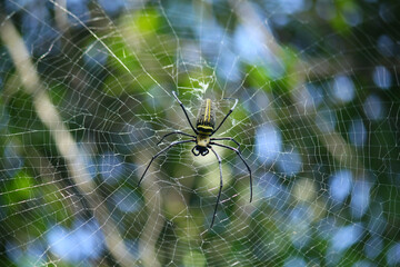 Naklejka premium Macro close up detail of Nephilinae spider web, colorful vivid of white yellow orange red grey and black color with nature background. Spider sitting on web