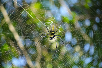 Naklejka premium Macro close up detail of Nephilinae spider web, colorful vivid of white yellow orange red grey and black color with nature background. Spider sitting on web