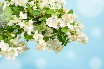 Blooming jasmine branch on a blue background with bokeh and copy space.