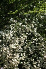 White flowers on a bush outdoors