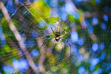 Naklejka premium Macro close up detail of Nephilinae spider web, colorful vivid of white yellow orange red grey and black color with nature background. Spider sitting on web