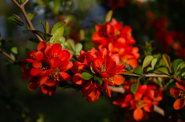 Japanese quince blooms in the garden. Beautiful quince flowers, red flowers, bush.