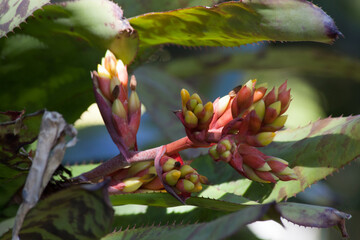 Ref flowers in the sunshine