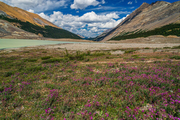 Fototapeta na wymiar nature sceneries inside Jasper National Park, Alberta, Canada