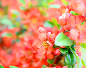 Obraz premium Japanese quince blooms in the garden. Beautiful quince flowers, red flowers, bush.