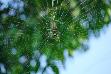 Naklejka premium Macro close up detail of Nephilinae spider web, colorful vivid of white yellow orange red grey and black color with nature background. Spider sitting on web