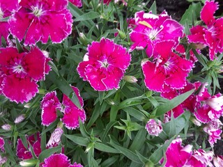 pink flowers in the garden