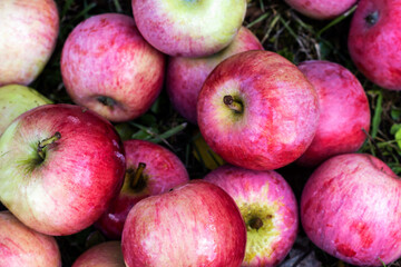 Pink fresh apples on the  grass,  fruit background,  agriculture and food concept