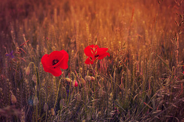 Mohnblumen im Getreidefeld