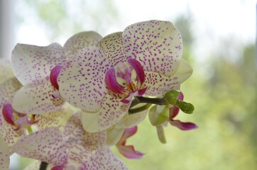 Phalaenopsis - Blüte einer Orchidee mit rosa Punkten in gelb / close-up