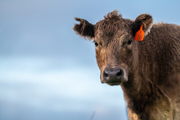 cows grazing on pasture.