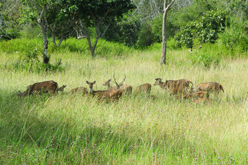 Mixed Group of Roe Deer in grassland environment