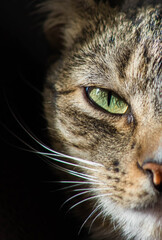 
Beautiful close up of a cat's green eye