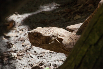 Turtle in the sunshine