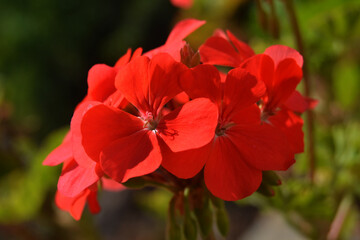 red flower - kırmızı çicek