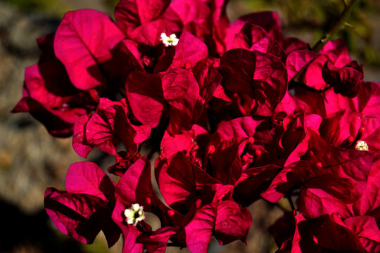 Begonvil - Bougainvillea