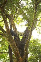 A Lion-tailed macaque moving around on the trees. The lion-tailed macaque, or the wanderoo, is an Old World monkey endemic to the Western Ghats of South India, Kerala