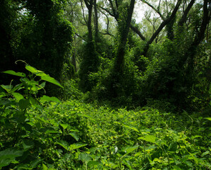 Pre Delta National Park tropical green forest, Entre R&iacute;os, Argentina. Beautiful foliage and leafage.