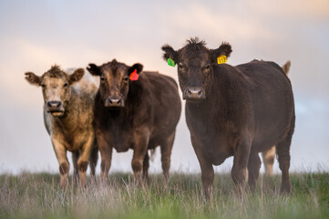 cows grazing on pasture.