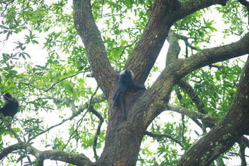 Fototapeta na wymiar A Lion-tailed macaque moving around on the trees. The lion-tailed macaque, or the wanderoo, is an Old World monkey endemic to the Western Ghats of South India, Kerala