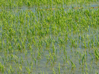 rice seedlings in a paddy field