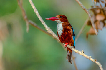 white throated kingfisher