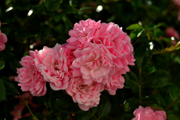 Fototapeta premium Pink Rose Pink Rose