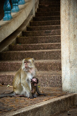 Mono amamantando a su hijo cerca de la Cueva del Tigre