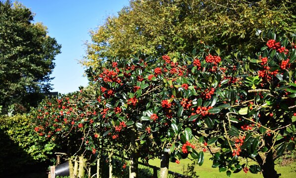 Branches with red berries of Skimmia Japonica, in the park.