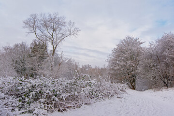 Snow covered winter landscape in Bourgoyen nature reserve. Ghent, Flanders, Belgium