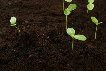 sprouted plant in the soil top view