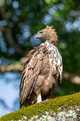 changeable hawk eagle
