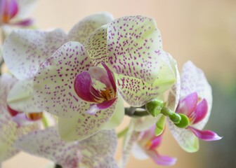 Phalaenopsis - Blüte einer Orchidee mit rosa Punkten in gelb / close-up