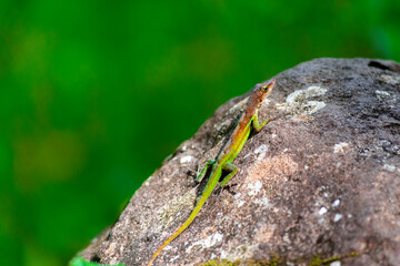 lizard on a rock