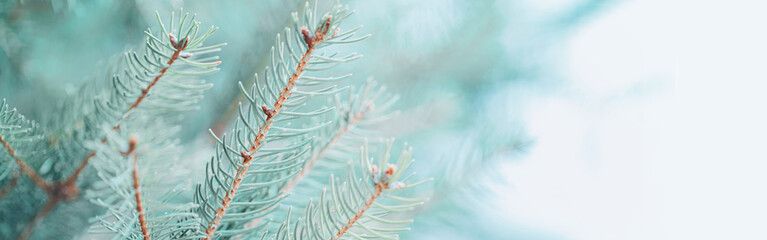 Beautiful natural spring tree background. Light teal green pine tree branches with small buds of...