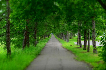 Way goes into distance going up. Larch alley in the summer. Green trees, grass. Dense thickets of branches. Life path concept. Tilt-shift effect. Blurred.