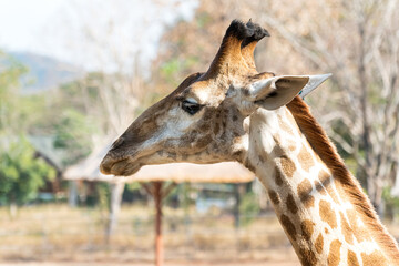 Close-up The giraffe head on a blurred background in the Thailand Zoo