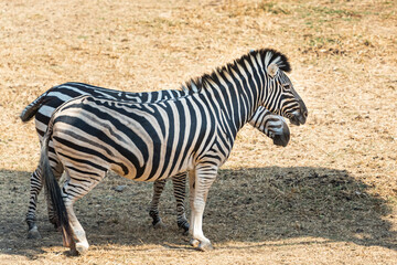 Fototapeta na wymiar Two zebras standing in the shade Because the weather is very hot