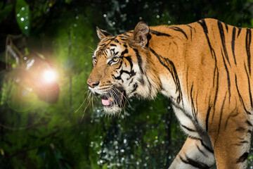 Tiger searching for food in the forest