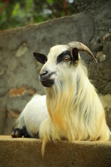 Goat breeding farm. Portrait of white and black goat.White domestick goat