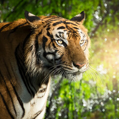 The tiger stands to look at something with interest. (Panthera tigris corbetti) in the natural habitat, wild dangerous animal in the natural habitat, in Thailand.