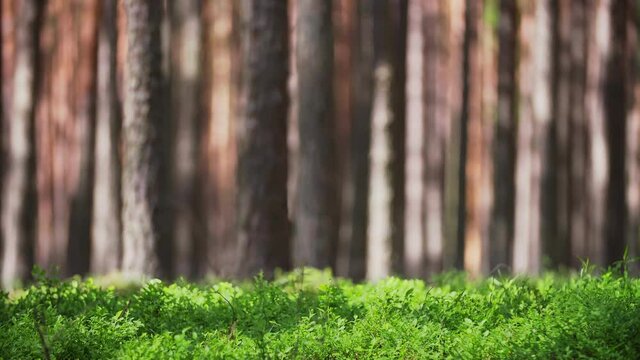 Beautiful natural background of green plants and grass in pine forest. Tall conifers trees sway in wind casting moving shadows. Idyllic summer day in woodland. Perfect for title or logo placement.