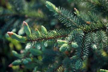 Young sprouts on blue needles in the summer