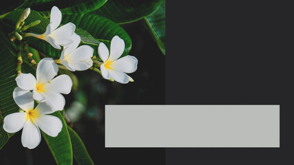 Blooming fragrant Plumeria design poster. Tropic template for poster, banner, invitation, cover