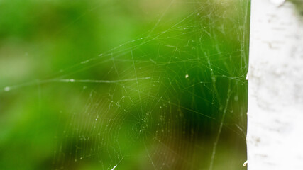 spider web with dew drops