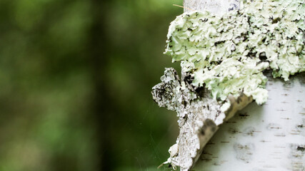 moss on birch tree