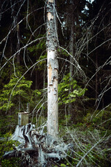 Northern swamps of Karelia. Wilderness.