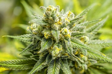 Close up shot of cannabis plant